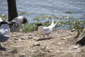 Roseate Tern