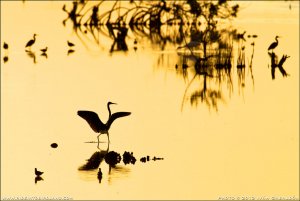 Reddish Egret at sunrise