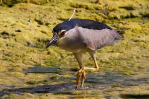 Night Heron