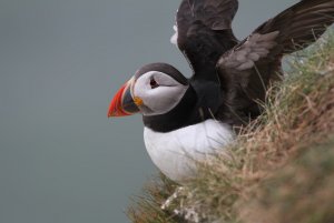 Atlantic Puffin