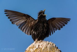 Male Spotless Starling Displaying.