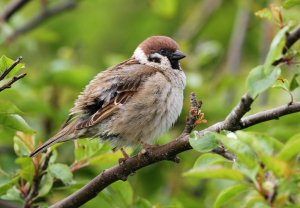 Tree Sparrow