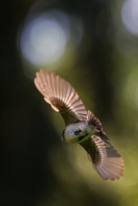 Pied flycatcher