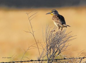 Western Meadowlark