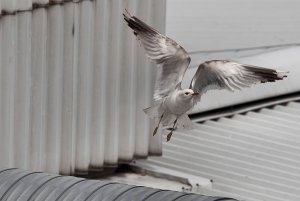 Industrial Gull