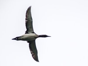 Black-throated Loon passing by
