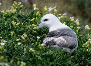 fulmar