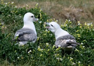 fulmar