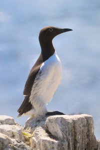 spectacled guillemot ?