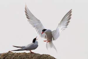 Common Terns