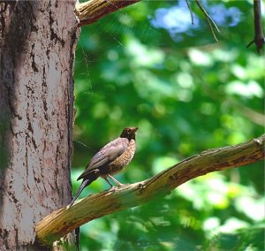 Blackbird in forest