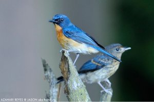 Mangrove Blue Flycatcher