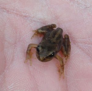 Froglet in hand