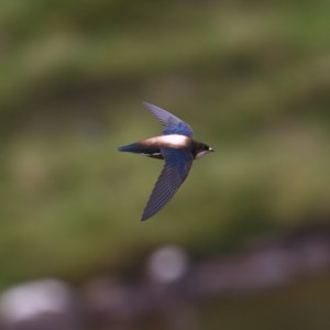 White-throated Needletail