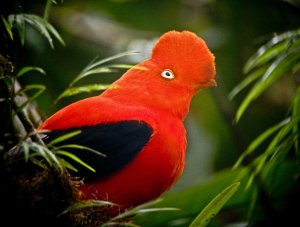 Andean Cock of the Rock
