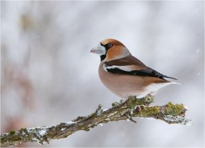 Hawfinch in white landscape