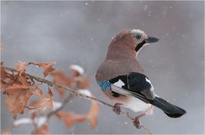 Eurasian Jay