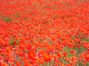 Poppy field