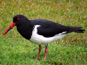 pied oyster catcher