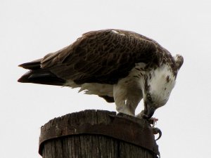 osprey dinner