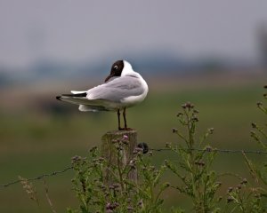 Black-headed gull resting