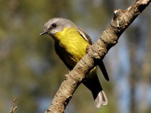 eastern yellow robin