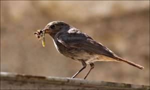 Black Redstart #3