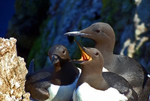 guillemots4