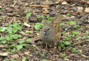 Dunnock