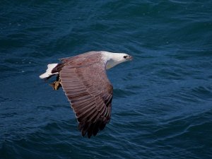 white bellied sea eagle