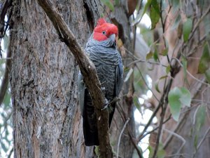 gang gang cockatoo