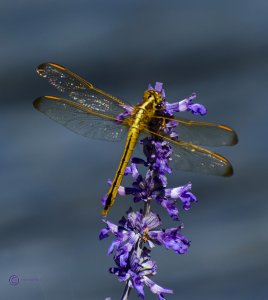 Shimmering dragonfly