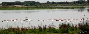 Greater Flamingo