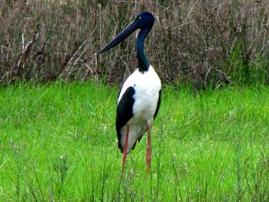 black necked stork or jabiru