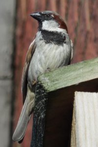 Male House Sparrow