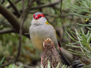 red browed finch