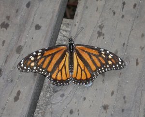 Monarch Butterfly