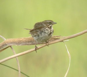 Song Sparrow