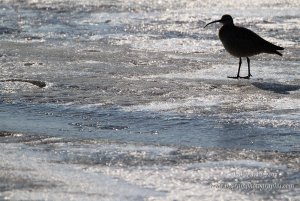 Whimbrel on ice