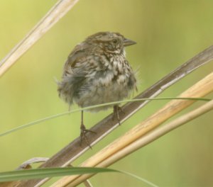 Song Sparrow