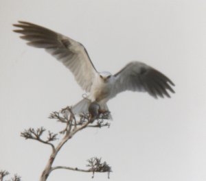 Juvenile White-Tailed Kite