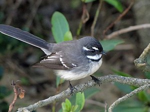 grey fantail