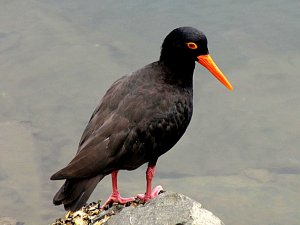 sooty oyster catcher