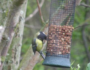 Great Tit