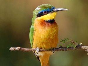 Little Bee-eater