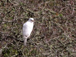 grey goshawk