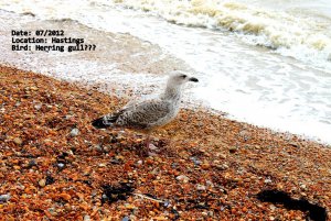 Seagull in Hastings