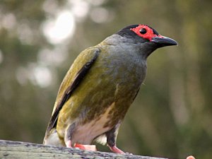 figbird male