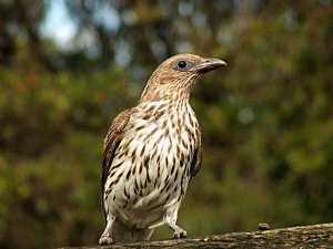 fig bird female