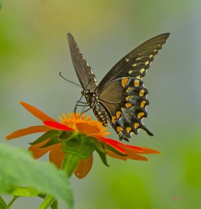 Swallowtail unpainted